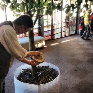 Richard watering a tree with used prop fountain water